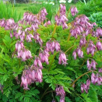 Дицентра изящная в Шымкенте