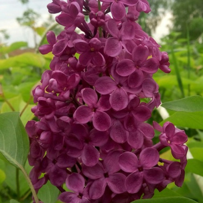 Сирень ИНДИЯ в Шымкенте