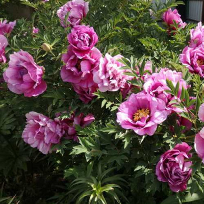 Пион ВРАТА ХРАМА древовидный  в Шымкенте