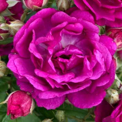 Роза ПЕРПЛ СИЛУЕТТА плетистая в Шымкенте