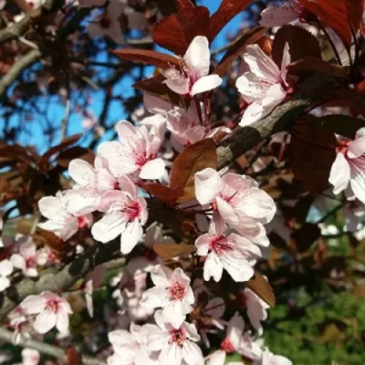 Слива ВУДИ растопыренная в Шымкенте