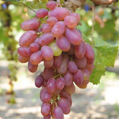 Виноград ВИКТОР в Шымкенте