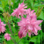 Аквилегия БАРЛОУ ПИНК гибрид МакКаны в Шымкенте