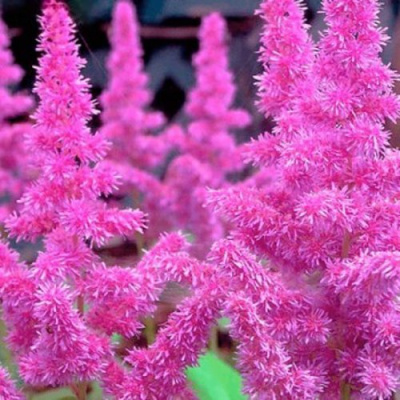 Астильба АМЕТИСТ Арендса в Шымкенте