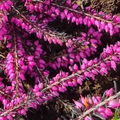 ЭРИКА "АЛЬПИЙСКИЙ ВЕРЕСК" (зимующая) сорт АТРОРУБРА в Шымкенте