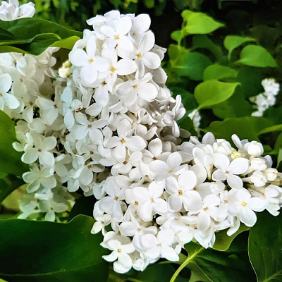 Сирень МАЛЕНЬКИЙ ПРИНЦ в Шымкенте