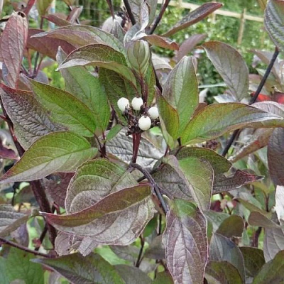 Дерен КЕССЕЛЬРИНГИ в Шымкенте