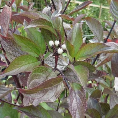 Дерен КЕССЕЛЬРИНГИ в Шымкенте