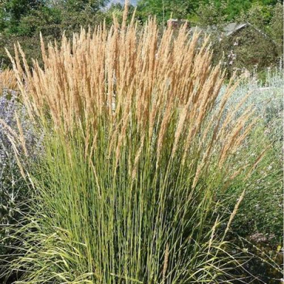 Вейник АВАЛАНШ остроцветковый в Шымкенте