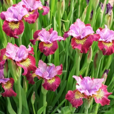 Ирис МИСС ЭППЛ сибирский в Шымкенте