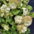 Клематис СЕН-НО-КЕЙЗ в Шымкенте