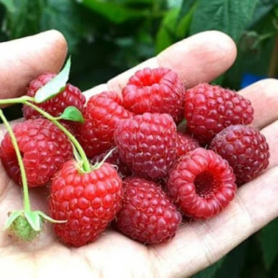 Малина ХИМБО-ТОП в Шымкенте