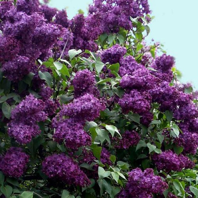 Сирень ИНДИЯ в Шымкенте