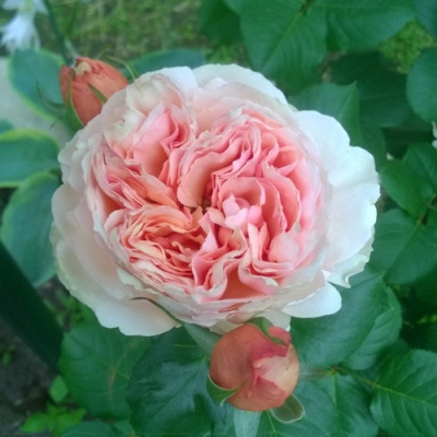 Роза ФИЛИНГ чайно-гибридная в Шымкенте