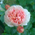 Роза ФИЛИНГ чайно-гибридная в Шымкенте