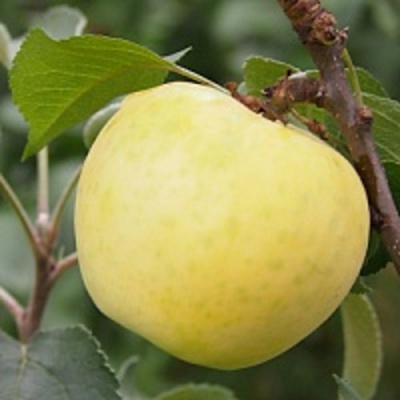 Яблоня МЕДОК колонновидная в Шымкенте