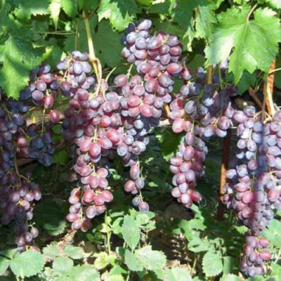 Виноград ГЛАША в Шымкенте