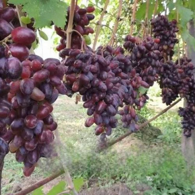 Виноград БАЙКОНУР в Шымкенте