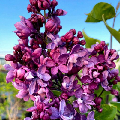 Сирень ВИОЛЕТТА в Шымкенте