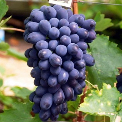 Виноград КОДРЯНКА в Шымкенте