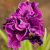 Ирис БАНДЛ ОВ ДЖОЙ сибирский в Шымкенте