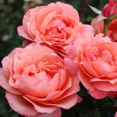 Роза КОРАЛ ЛИОНС РОУЗ флорибунда в Шымкенте