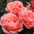 Роза КОРАЛ ЛИОНС РОУЗ флорибунда в Шымкенте