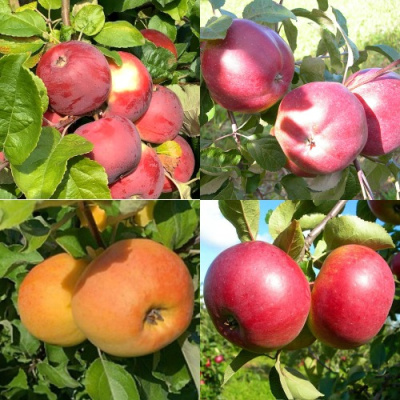 Комплект ЯБЛОНЕВЫЙ КВАРТЕТ в Шымкенте