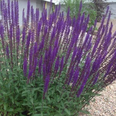 Шалфей КАРАДОНА в Шымкенте