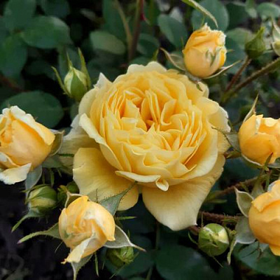 Роза флорибунда в Шымкенте
