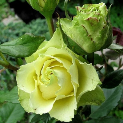 Роза ЛИМБО (ДОЛЛАР) чайно-гибридная в Шымкенте