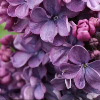 Сирень ВИОЛЕТТА в Шымкенте