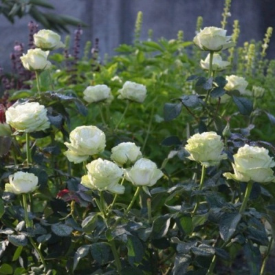 Роза ВАКАНА японская в Шымкенте