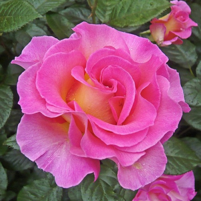 Роза ПИНК ПАРАДАЙЗ чайно-гибридная в Шымкенте