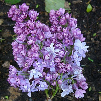 Сирень НАДЕЖДА в Шымкенте