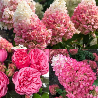 Комплект МАЛИНОВЫЙ ДЕСЕРТ в Шымкенте