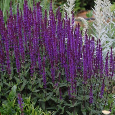 Шалфей КАРАДОНА в Шымкенте