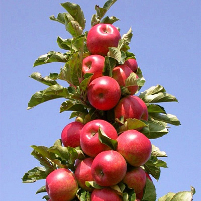 Яблоня СОЗВЕЗДИЕ колонновидная в Шымкенте
