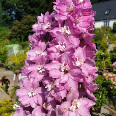 Дельфиниум АСТОЛАТ тихоокеанский в Шымкенте