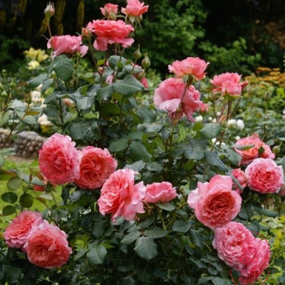 Роза ЛОРАН КАБРОЛЬ шраб в Шымкенте