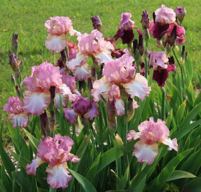 Ирис БЛАШИНГ ПИНК бородатый в Шымкенте