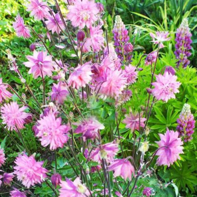 Аквилегия БАРЛОУ ПИНК гибрид МакКаны в Шымкенте