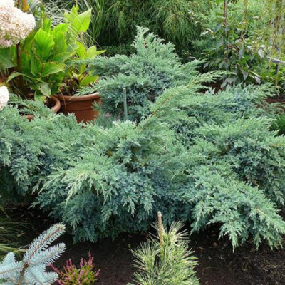 Можжевельник БЛЮ ШВЕД (СВИД) чешуйчатый в Шымкенте