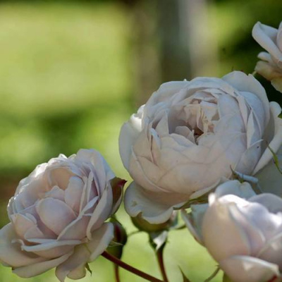 Роза ГРИЗЕЛИС шраб в Шымкенте