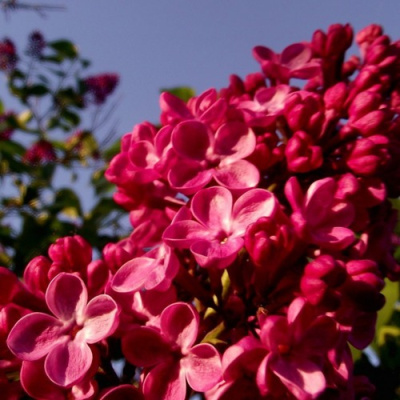 Сирень КРАСНАЯ МОСКВА в Шымкенте