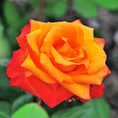 Роза ТЕМПИ МОДЕРНИ чайно-гибридная в Шымкенте