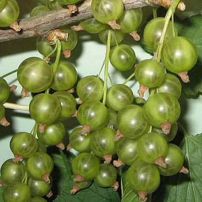Смородина зеленоплодная ВЕРТИ в Шымкенте