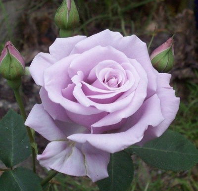 Роза СИЛЬВЕР СТАР чайно-гибридная в Шымкенте