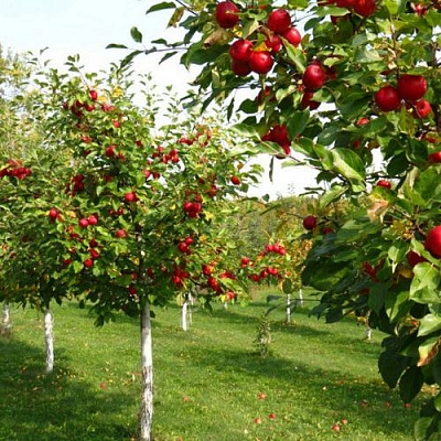 Плодовые деревья в Шымкенте