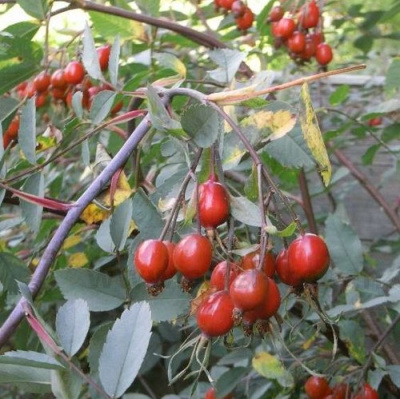 Роза сизая в Шымкенте